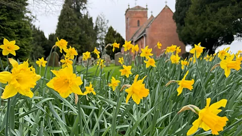 Daffodils at Tyberton Church, Herefordshire (Credit: Sarah Baxter)