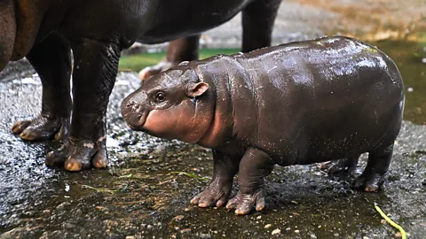 Moo Deng standing next to her mother at Khao Kheow Open Zoo, Thailand (Credit: Getty Images)