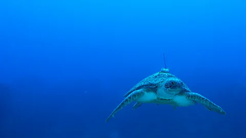 A green turtle swims in the ocean with a satellite tag attached to its back (Credit: Thiege Rodrigues)