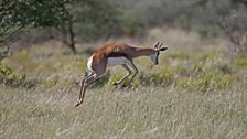 A Springbok 'pronks'