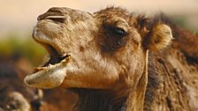 A camel in the Sahara