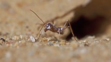 A silver ant in the Sahara