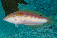 Suezicthys arquatus