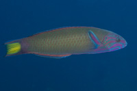 Thalassoma lunare