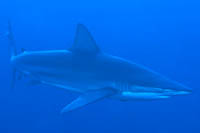 Carcharhinus brachyurus