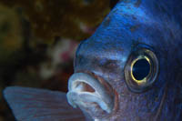 Chromis dispilus