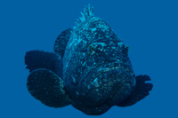 Epinephelus daemelii