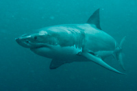 Carcharodon carcharias