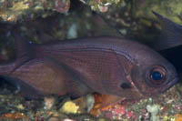 Pempheris adspersa