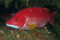 Bodianus flavipinnis