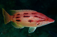 Bodianus unimaculatus