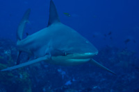 Carcharhinus brachyurus