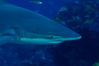 Carcharhinus brachyurus