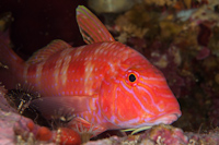 Upeneichthys lineatus