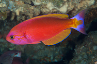 Callanthias australis