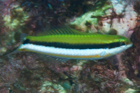 Thalassoma lutescens