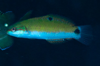 Thalassoma lunare