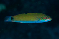 Thalassoma lunare