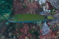 Thalassoma lunare