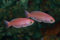 Callanthias australis