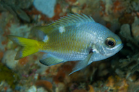 Chromis abyssicola