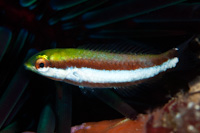 Thalassoma lutescens