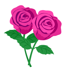 Pink Rose Flowers