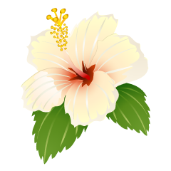 White Hibiscus