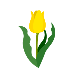 Yellow Tulip