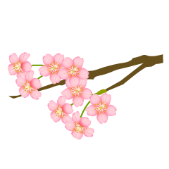 Cherry Blossom Flower