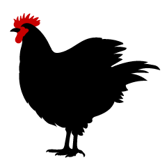 Black Chicken