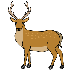 Deer