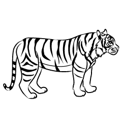 Tiger Side Black and White