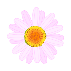 Light Pink Daisy Flower