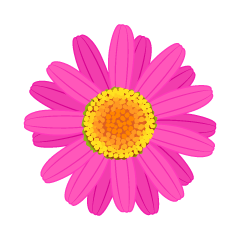 Pink Daisy Flower