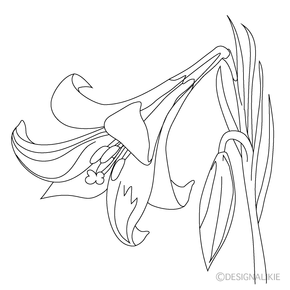 Line Art Lily