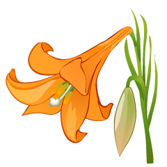 Orange Lily