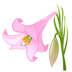 Light Pink Lily