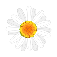 Daisy Flower