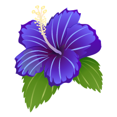 Blue Hibiscus