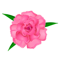 Carnation Flower