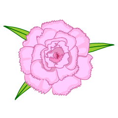 Carnation Flower