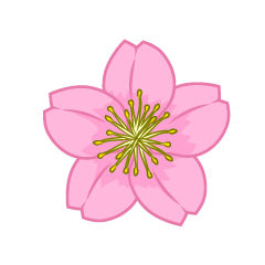 Cherry Blossom Flower