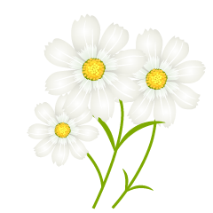 White Cosmos Flowers