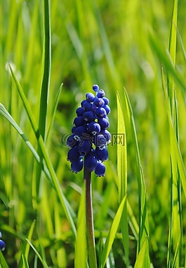 草地,花,蓝色