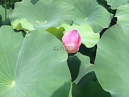 莲花,池塘,池塘植物