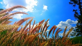 蓝色的天空,草地,和平