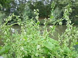 木 dumetorum,小树林旋,植物