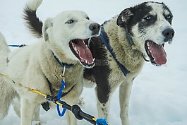 雪橇犬,阿拉斯加州,狗拉雪橇