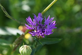 矢车菊,蓝色,草地